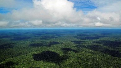 Vista aérea de la Amazonía. Foto: Neil Palmer / CIAT