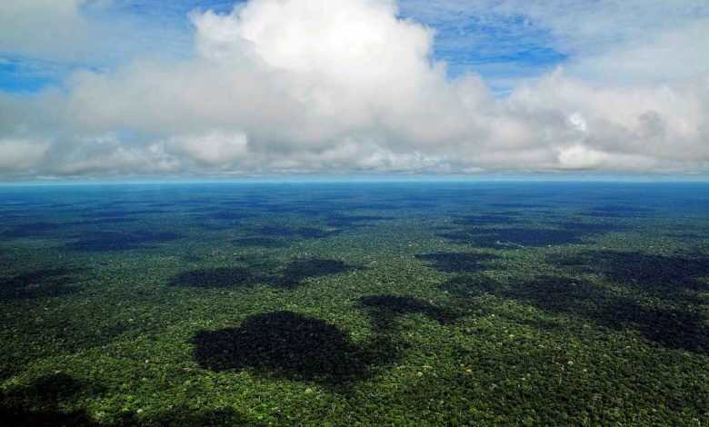 Vista aérea de la Amazonía. Foto: Neil Palmer / CIAT