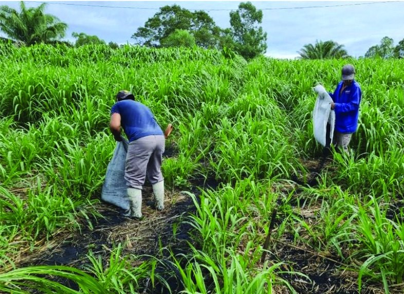 La sostenibilidad agropecuaria suele asociarse a grandes inversiones, extensas superficies o tecnologías de difícil acceso. Sin embargo, el caso de la Granja Super Cerdo demuestra que una pequeña propiedad también puede convertirse en un modelo de eficiencia, rentabilidad y conservación ambiental cuando existe planificación, innovación y compromiso.